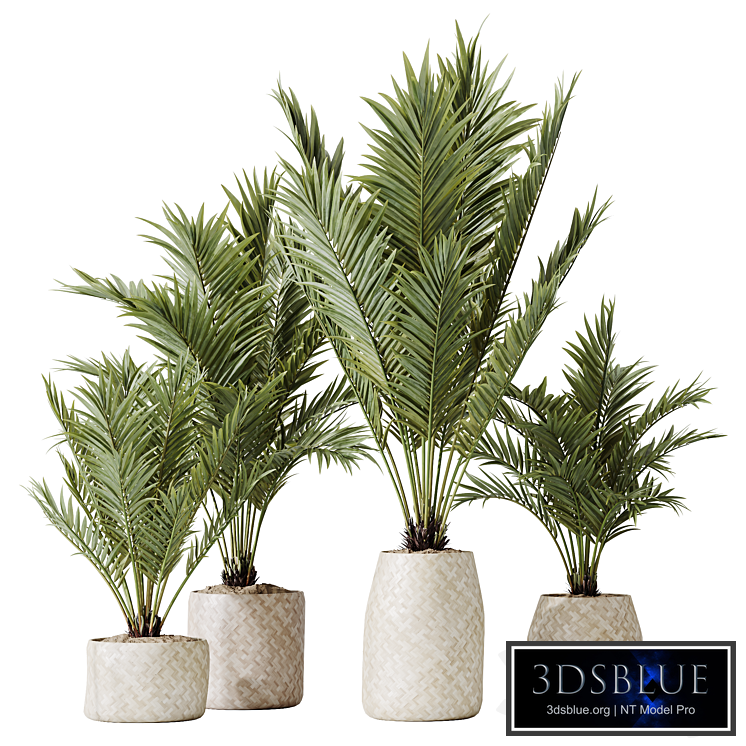 HQ HousePlants Cyara Areca Palm Paradise Kentia Everlasting