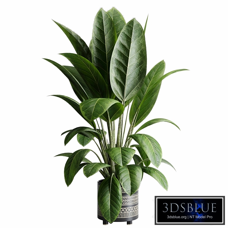 Ficus elastica - indoor plant 525