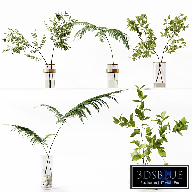 Collection Indoor Plants 058