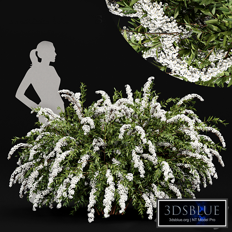 Spiraea cinerea 3 Material Grefsheim flowering shrub