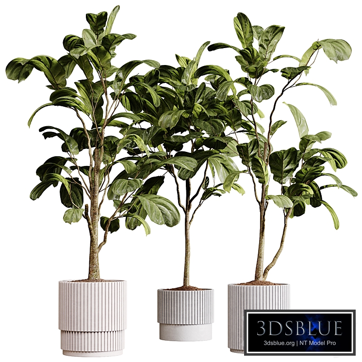 indoor plants 93- plant collections in pot