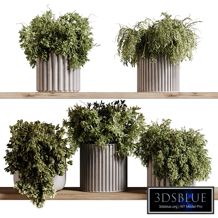 indoor plants 97- Hanging indoor plant