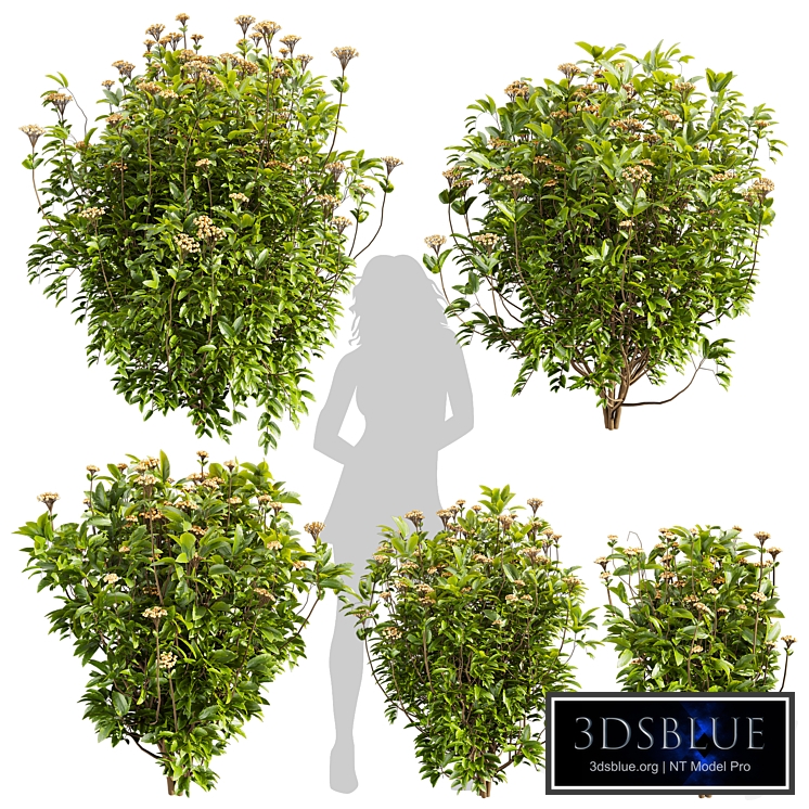 Collection plant vol 569 Viburnum Tinus shurb