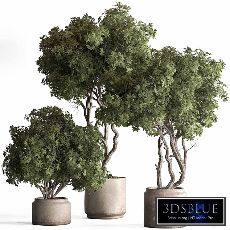 Indoor Plant 769 - Tree in Pot