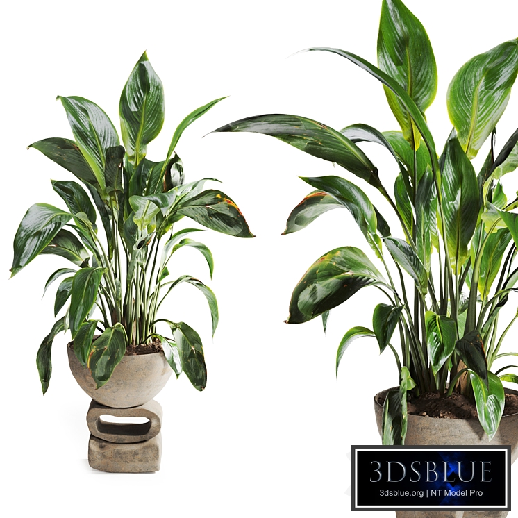 Spathiphyllum Plant in Stone Pot