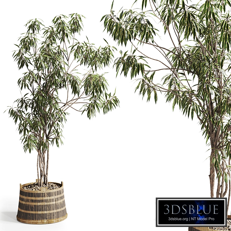 Song of India Tree in Pot