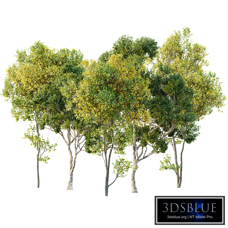 summer fall trees Sydney blue gum and Acer Saccharinum