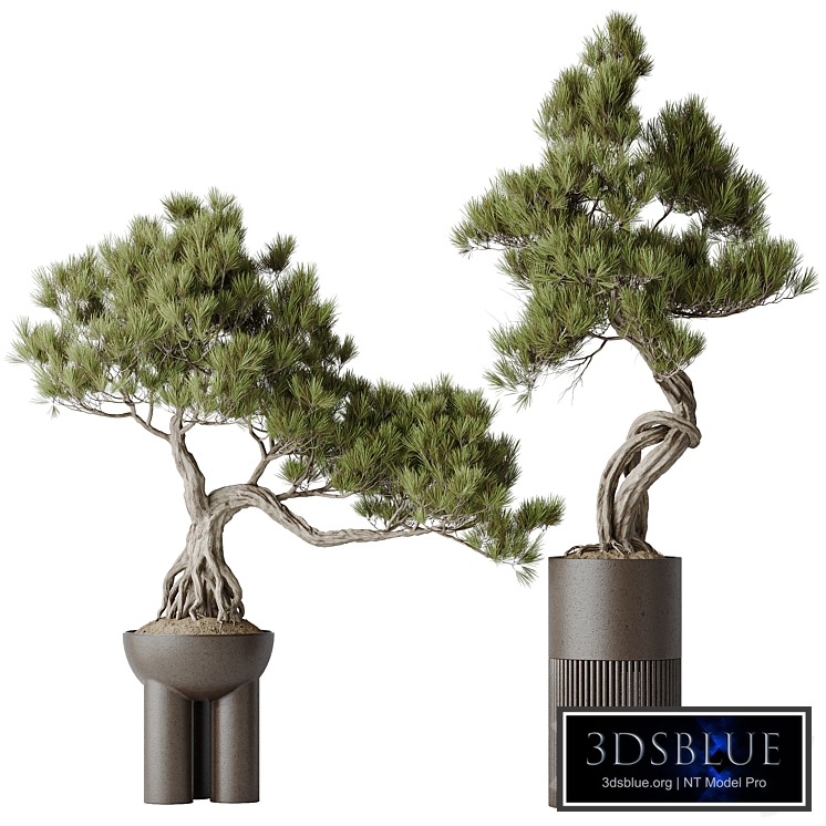 Indoor plants set 107 Bonsai Pinus Pentaphylla Thunbergii