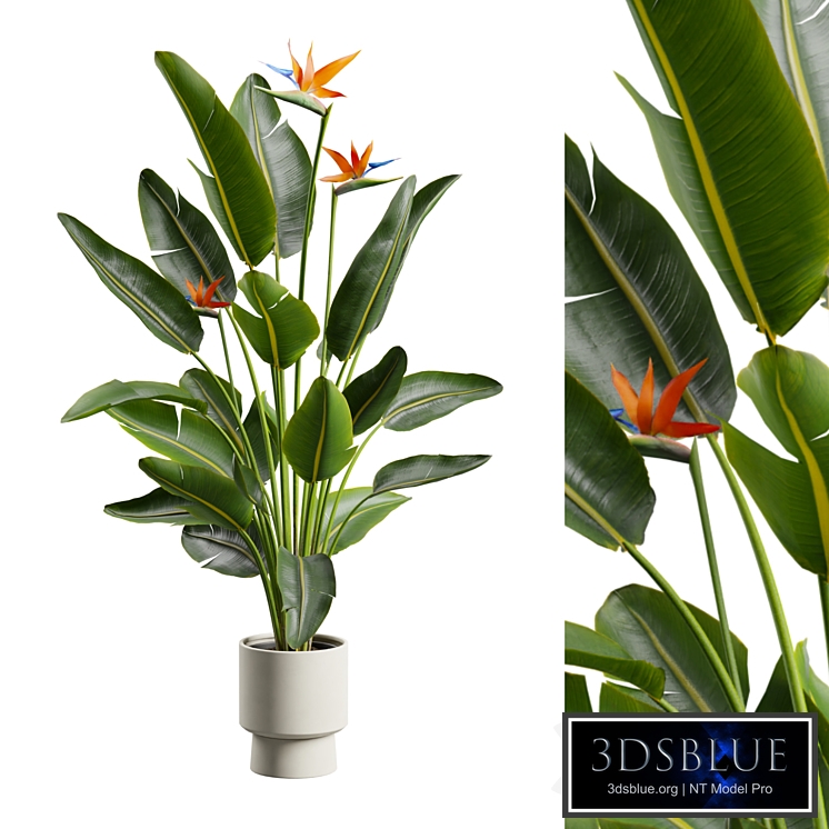 Strelitzia Nicolai - Bird of Paradise Plant