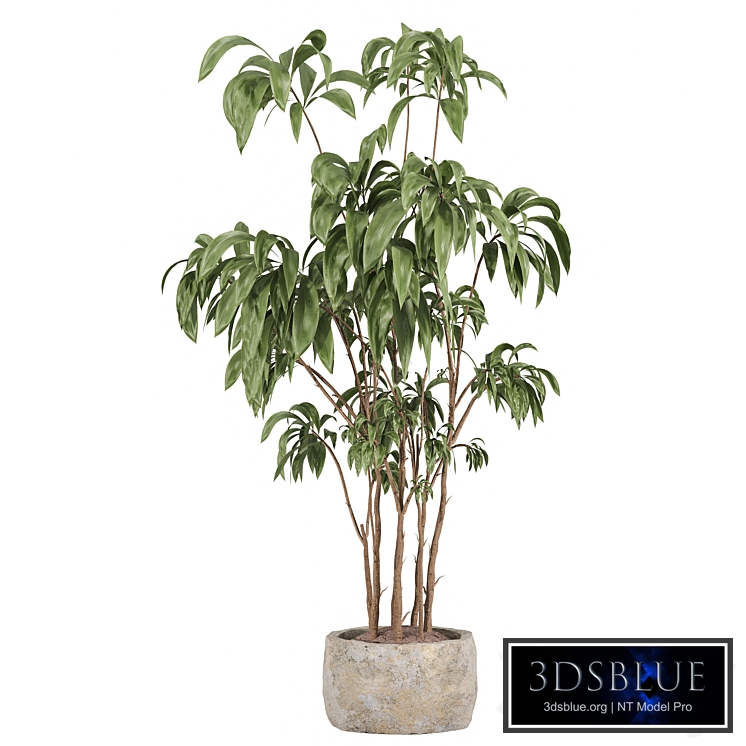 indoor plant set 059