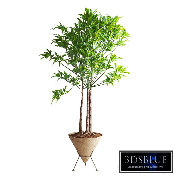 Indoor Plant set19