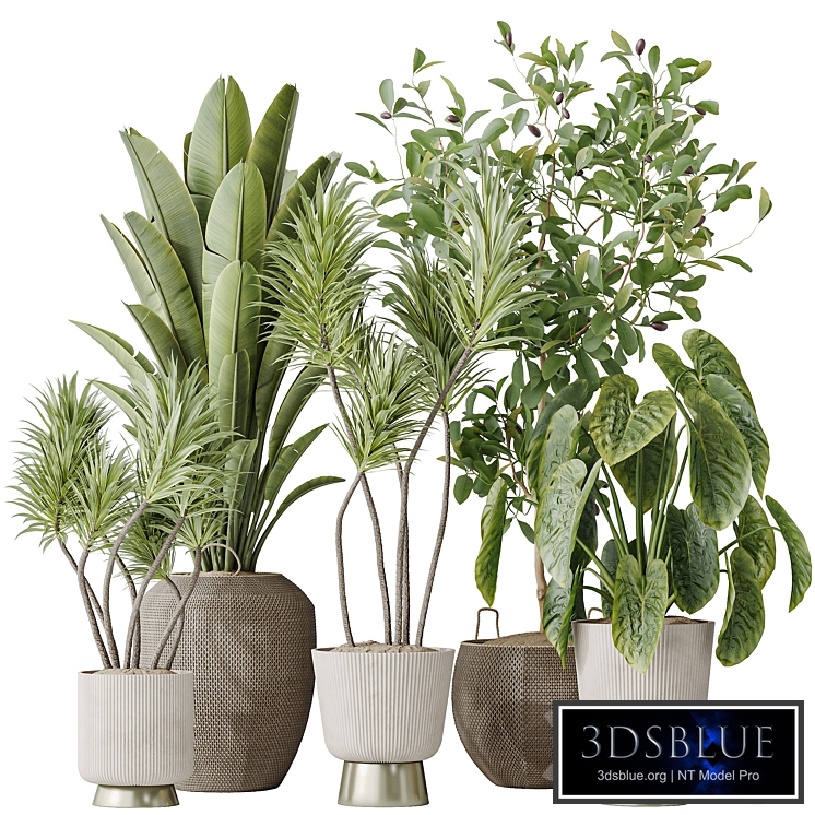 Indoor plants set 114 Spineless Yucca and Ravenala Banana Strelitzia and Briful Pachira and Cunjevoi Alocasia Jardin