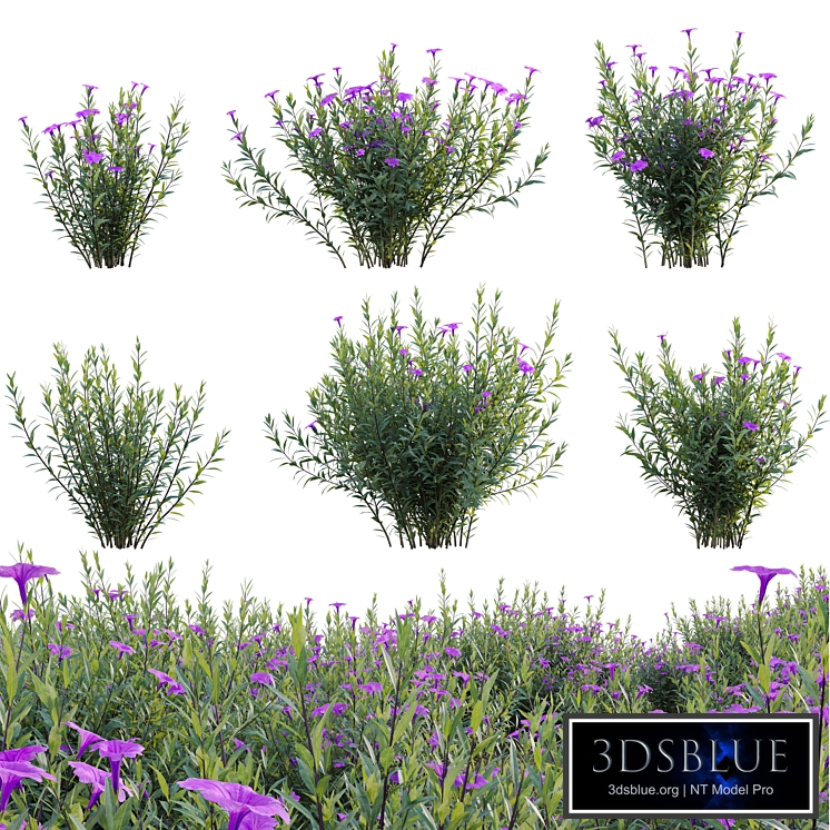 Ruellia brittoniana - Mexican Petunia