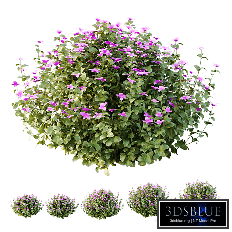 Tibouchina Semidecandra Bush 05