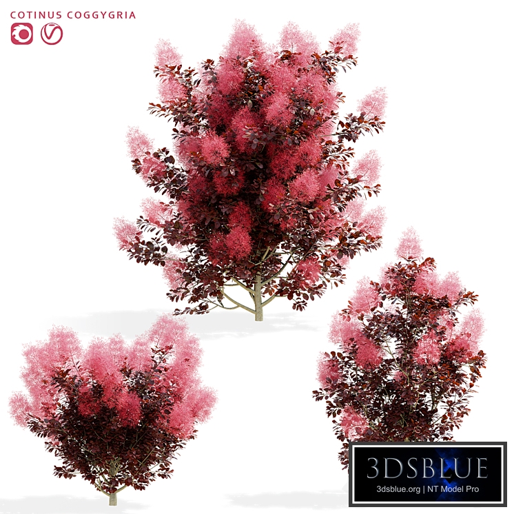 Cotinus coggygria 3 bushes