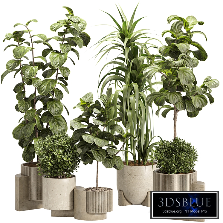 Indoor Ficus Lyrata Plants Set 60