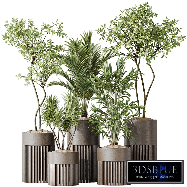 Indoor plants set 129 Beech Olea Europaea Olive and Lutescens Areca Palm and Paradise Kentia Everlasting and Yucca Aloifolia