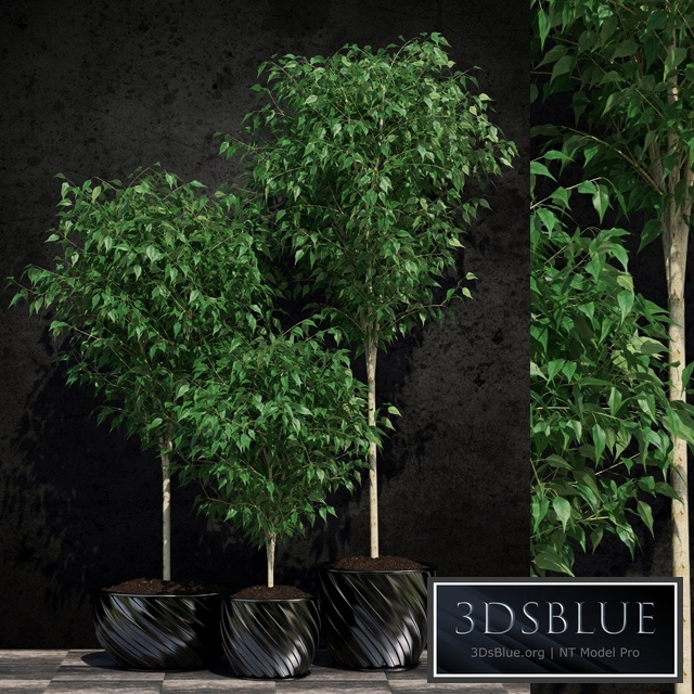 Plants Ficus Benjamin 2