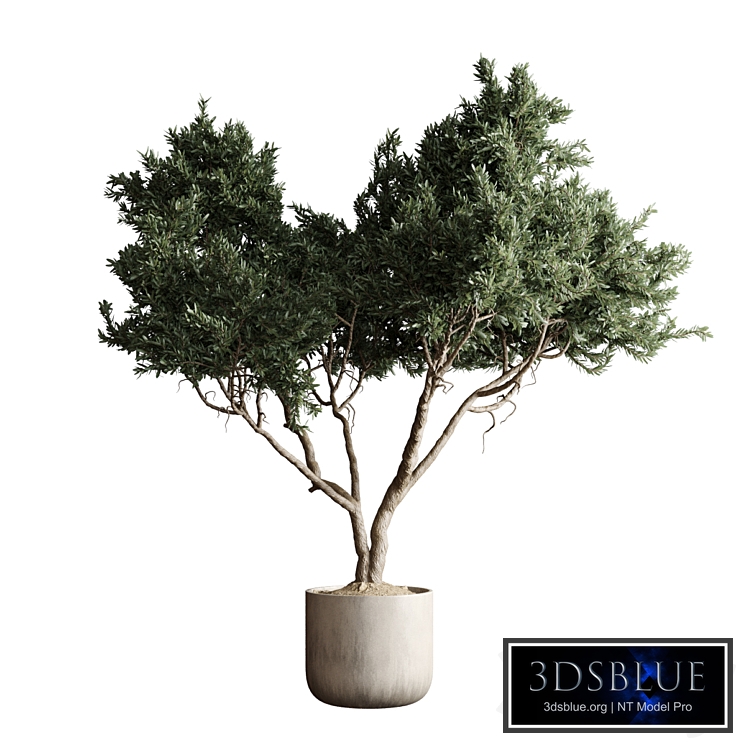 Indoor plant 04 - Tree in a pot