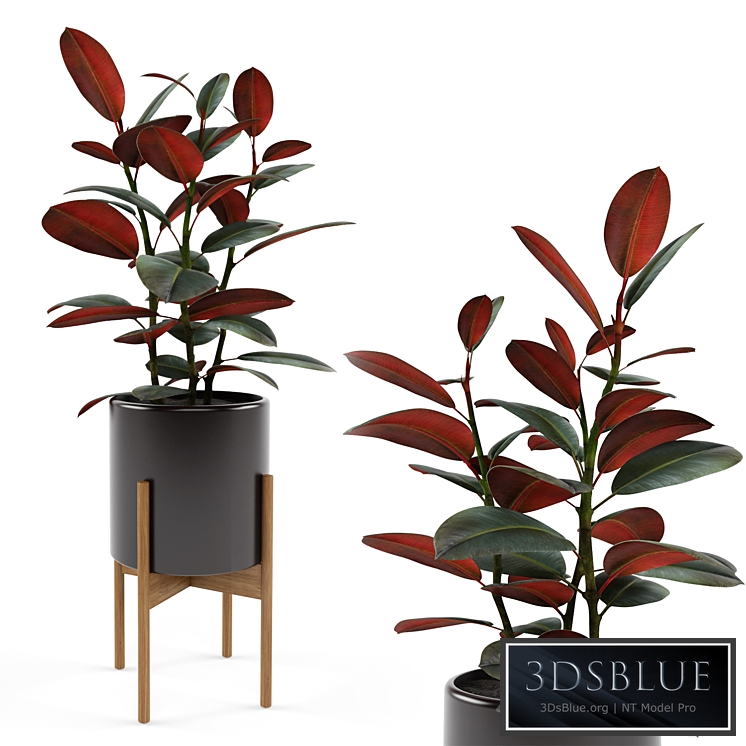 Ficus elastica Black Prince