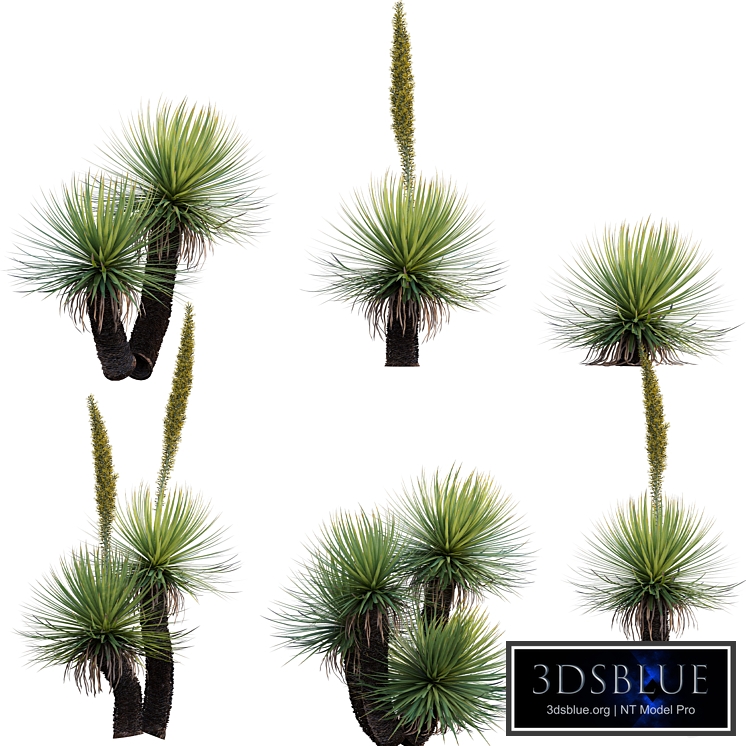 Dasylirion serratifolium - Desert Spoon