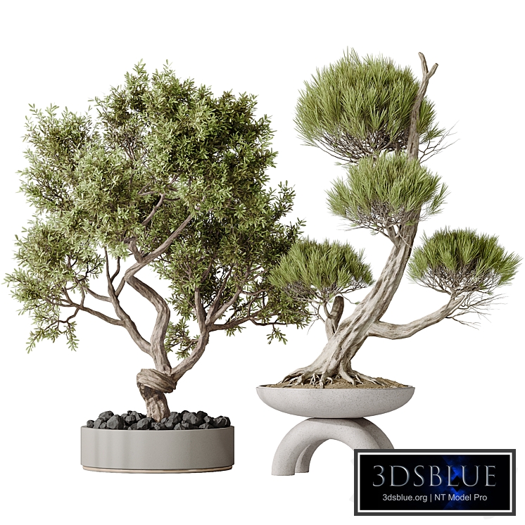 Indoor plants set 152 Ficus Retusa Microcarpa Bonsai Ginseng and Bonsai Pinus Pentaphylla Thunbergii