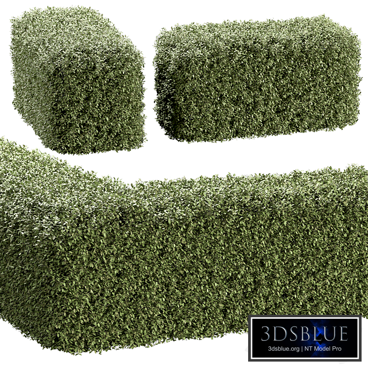 Hedge