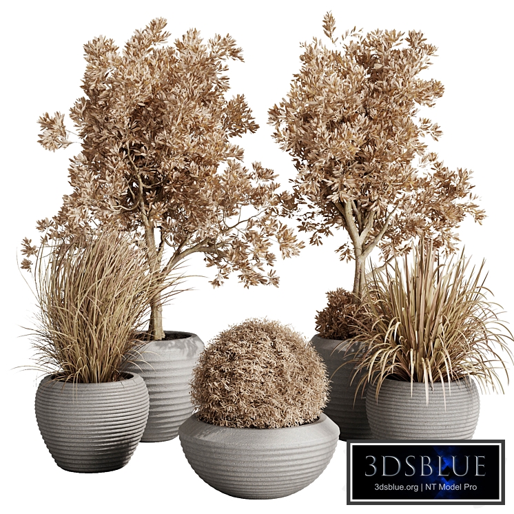 Dry Grass and Trees in a Concrete Pot - Indoor plant autumn set 570