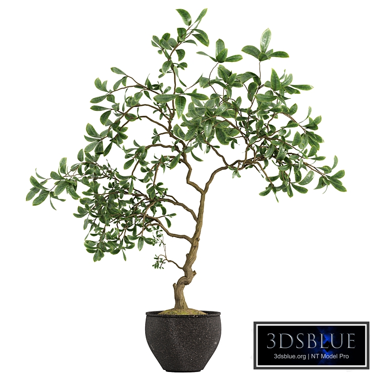 modern japandi plant for living room