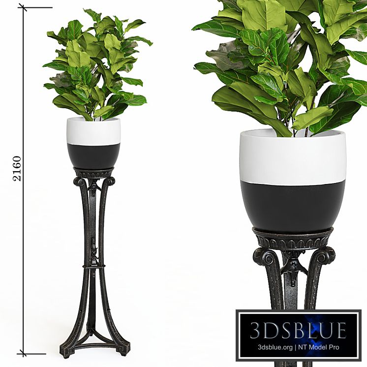 art. 286 RG \ Ficus lyrata