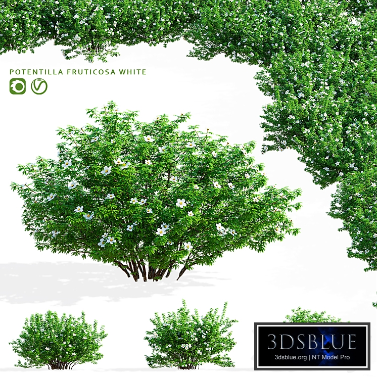 Potentilla fruticosa