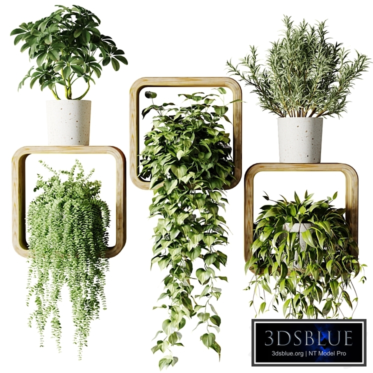 Houseplants in square pots