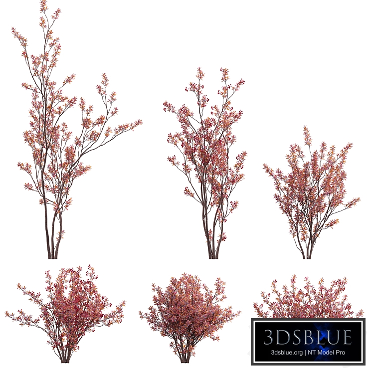 Aronia arbutifolia - Red Chokeberry