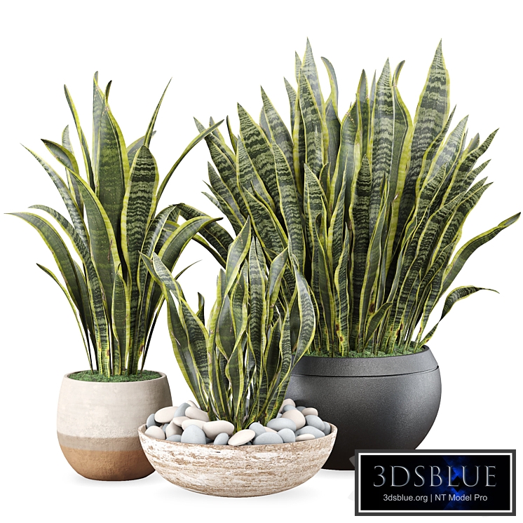 Sansevieria Snake Plant Set