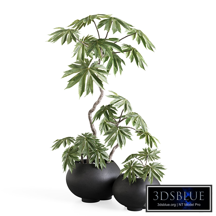 Tetrapanax in Urchin Plant Pots from 101cph