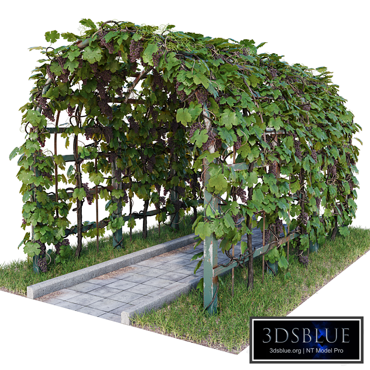 Grape Arch