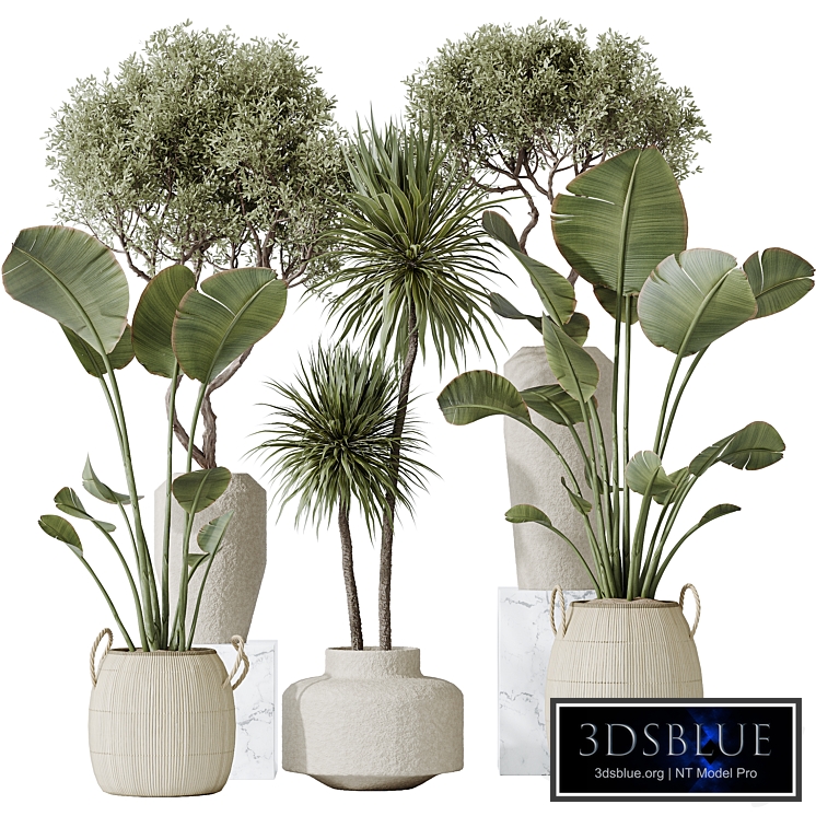 AV Indoor plants set 172 Mission Arbequina Olive and Ravenala Banana Strelitzia and Spineless Yucca Aloifolia Rostrata