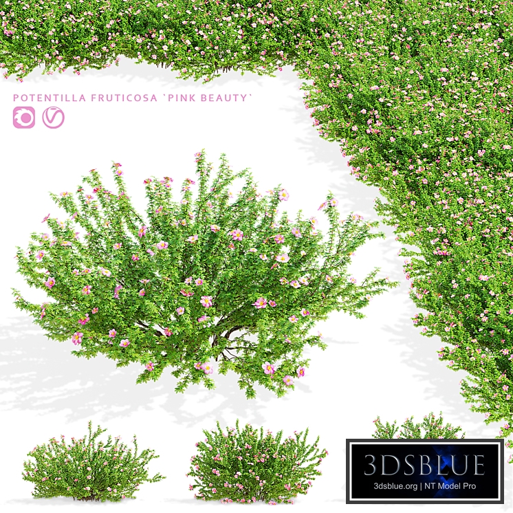 Potentilla fruticosa pink beauty
