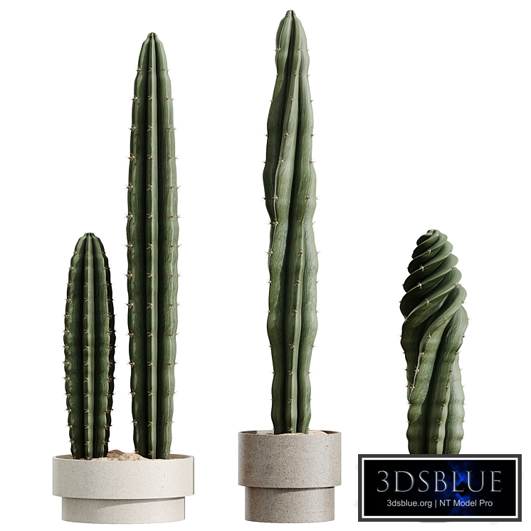 AV HousePlants Cactus Euphorbia Trigona Ingens Candelebra Tree