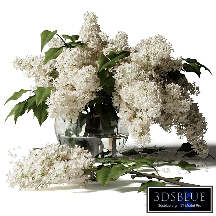 Bouquet of lilacs in a glass vase 123