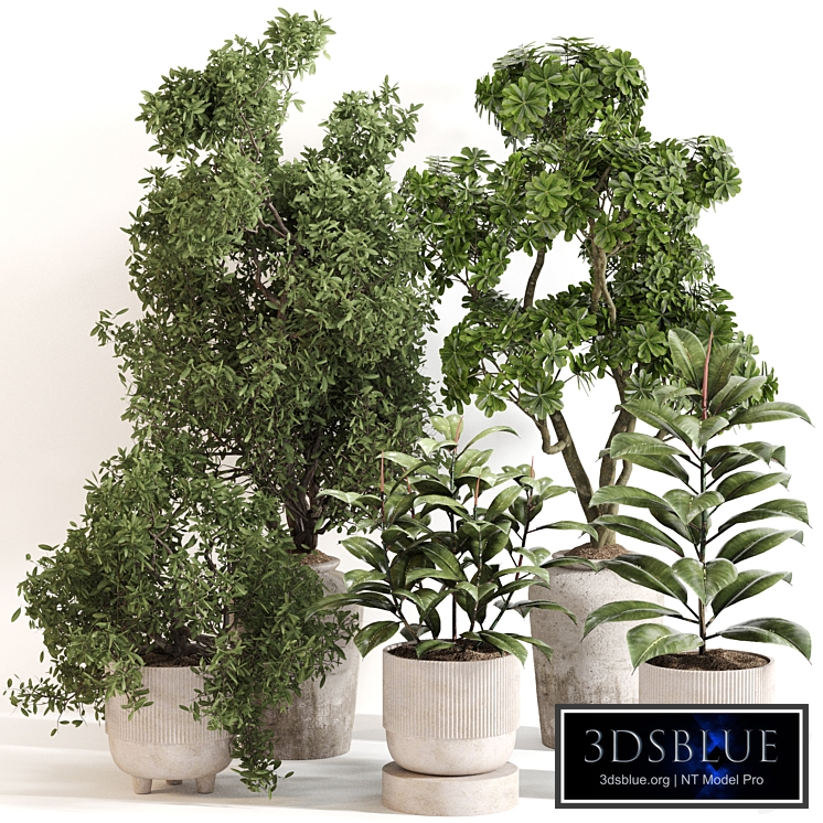 Indoor Plant Set 0141