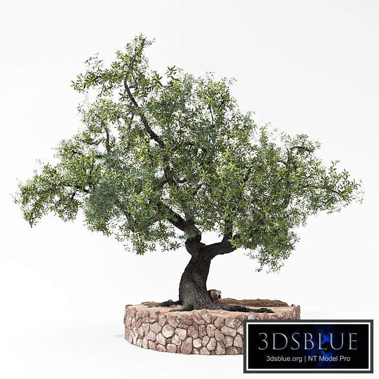 Olea with rounded stone margin