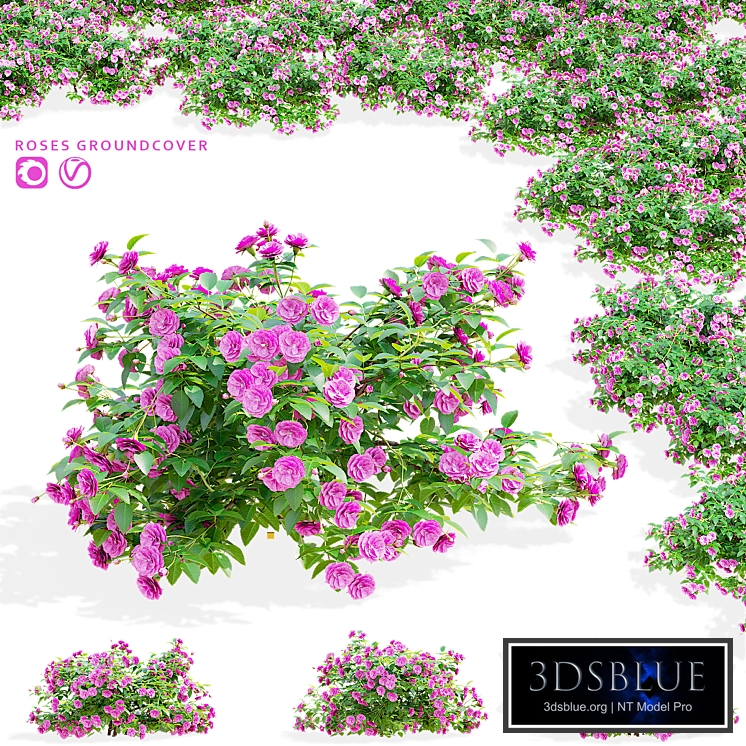 Groundcover roses