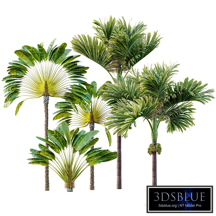 AV Ravenala Madagascariensis Travelers Palm and Areca Catechu Decorative Garden Fruit