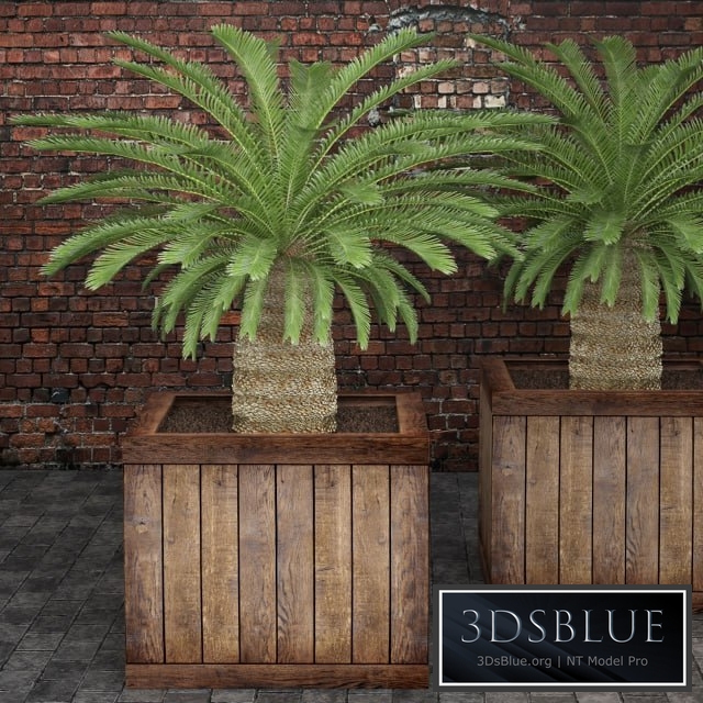CycasCycas, cycas, palm tree, box, outdoor pot, flowerpot, brick wall