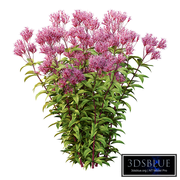 Eupatorium Purpureum Plant 01
