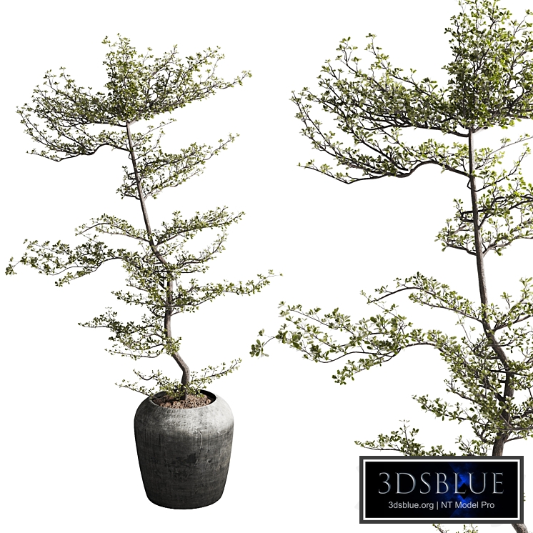 bucida buceras plant