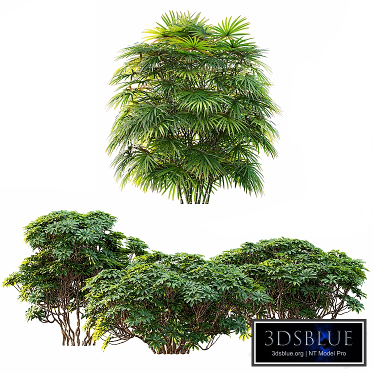 AV 9 different bush Edgeworthia Chrysantha Grandiflora and Rhapis Excelsa Bush