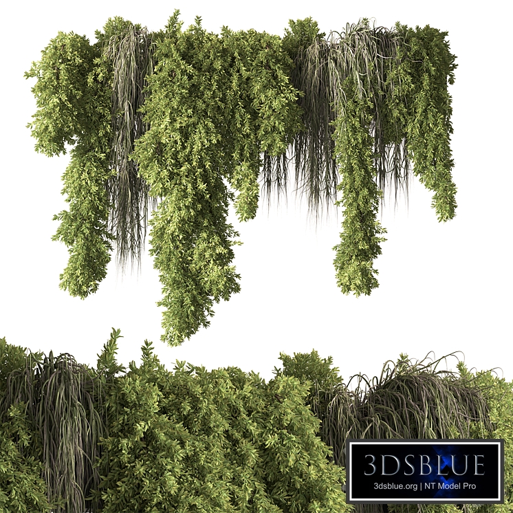 Indoor Plant 851 - Hanging Plants