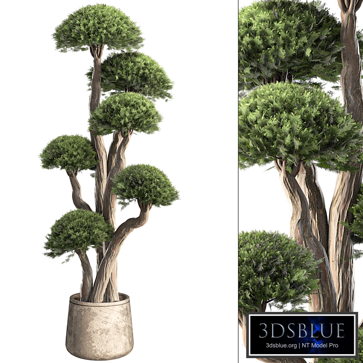 Indoor Topiary Ball Tree 389